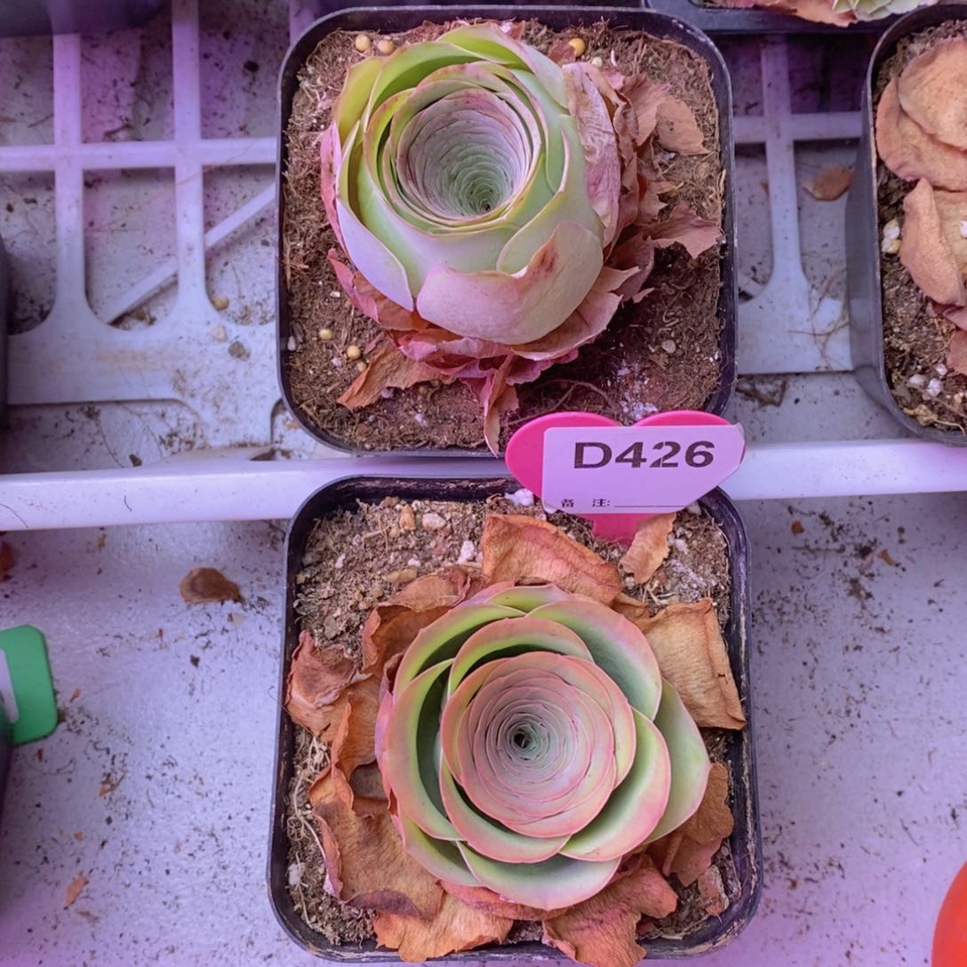 萱*盛夏玫瑰➕雪霁玫瑰D426 裸根发