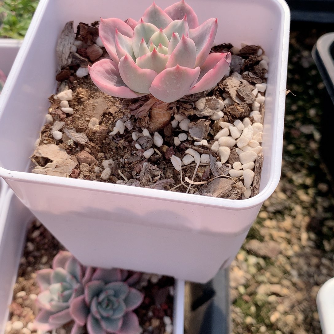 黄桃锦多肉植物老桩