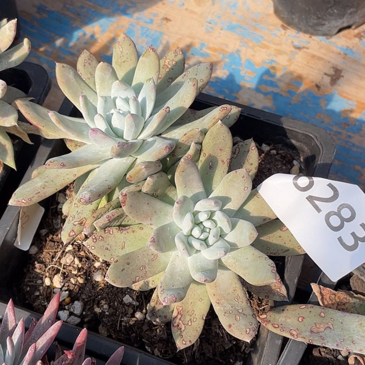 【闪购商品】拇指杂