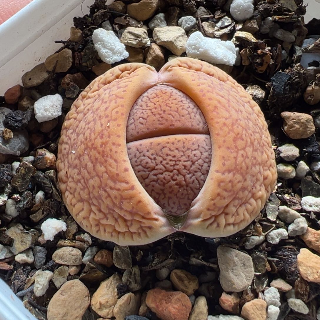 281多肉植物种类多样