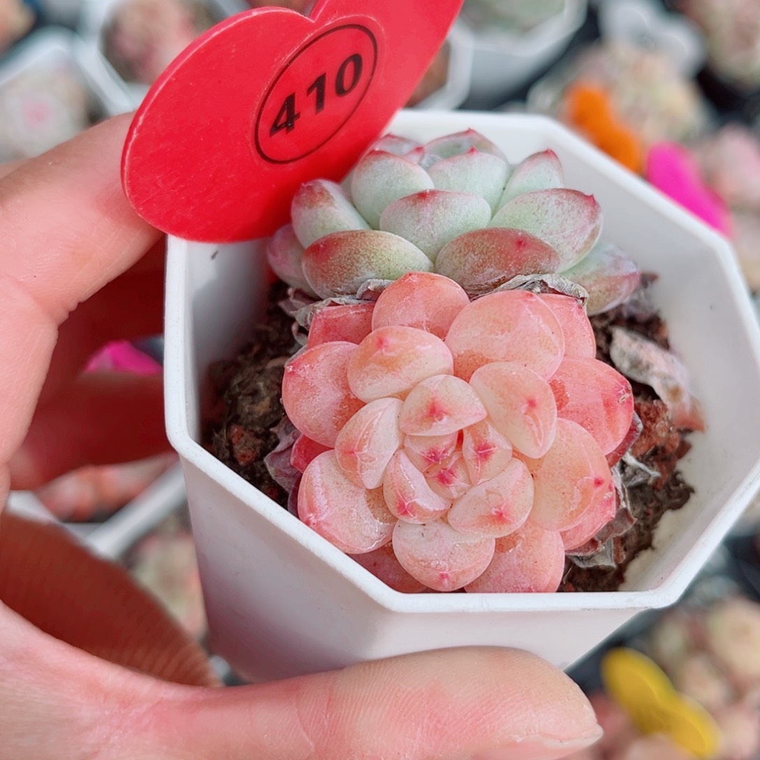 ****犀410号小老桩糖心双头