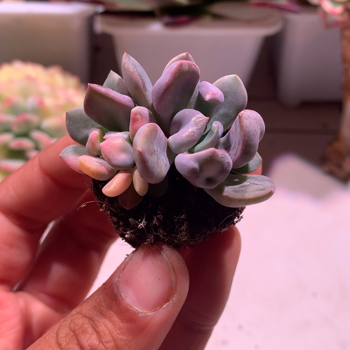 丘比特锦两个头有根