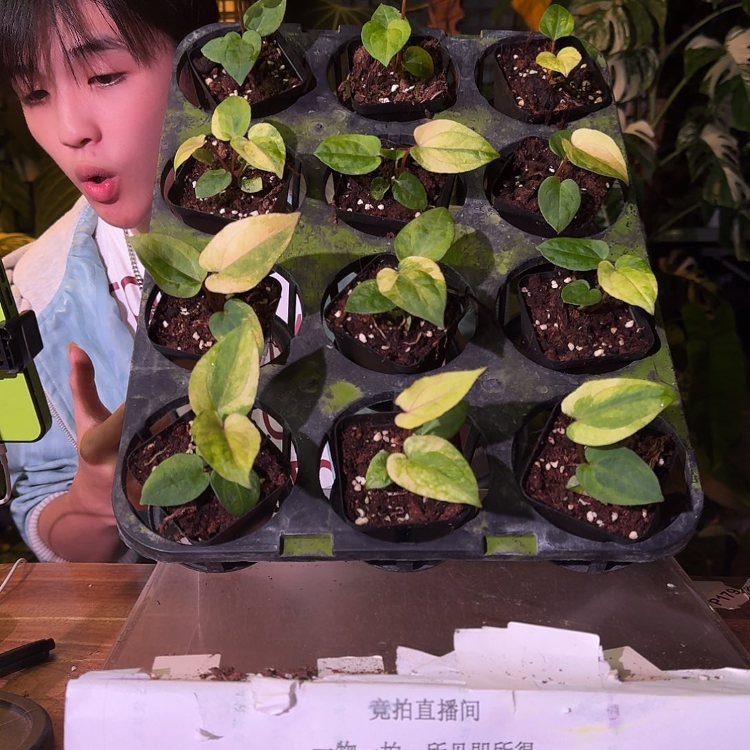 不开花植物桃鸡锦随机发