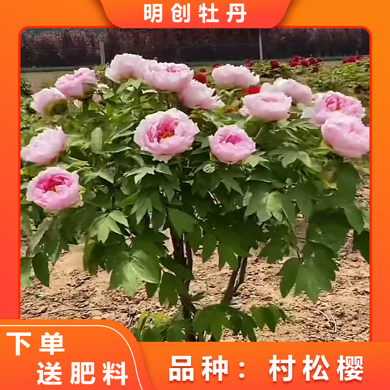 【村松樱独杆】经典粉色系观赏牡丹 别墅庭院种植 春天开花