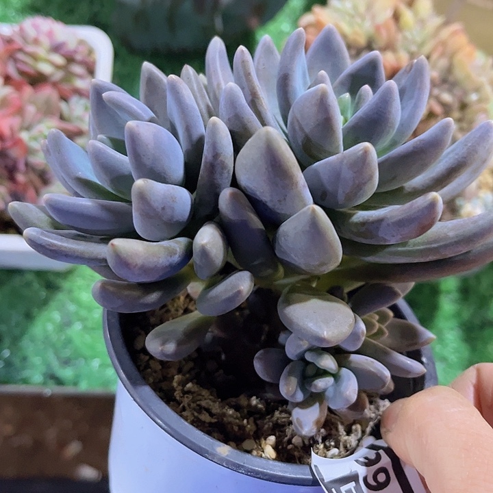 黑加仑24166多肉植物