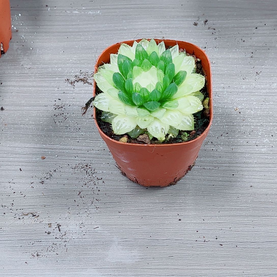 樱水晶玉露一勿一拍