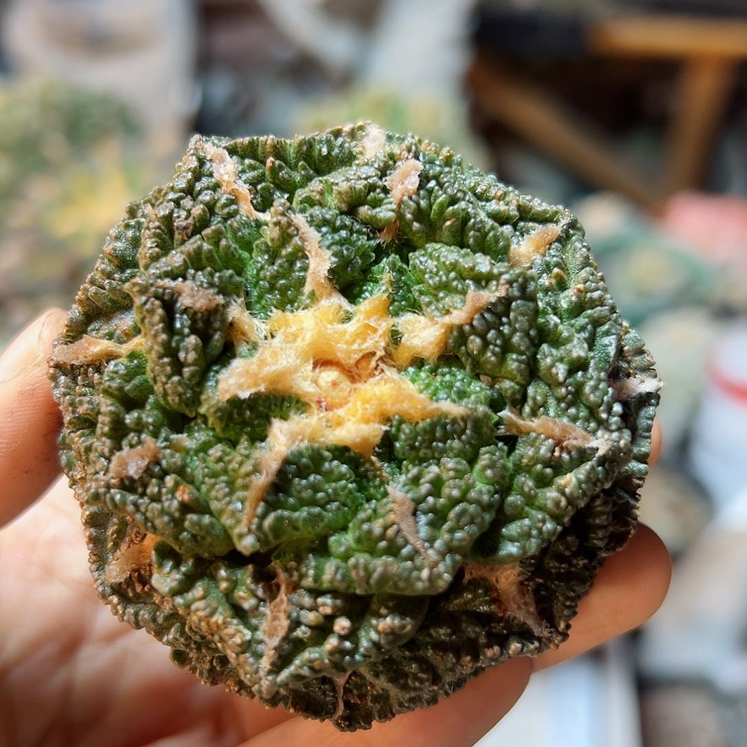 97号自根辛盾龟6.4公分