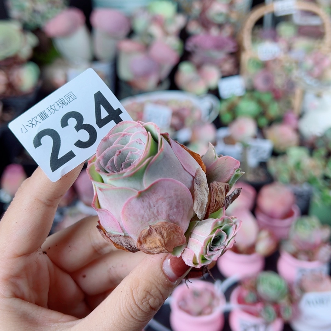 234水蜜桃老桩群。    