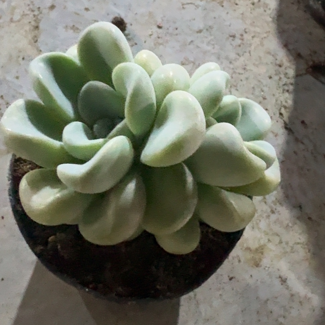 玉麒麟双头。       
