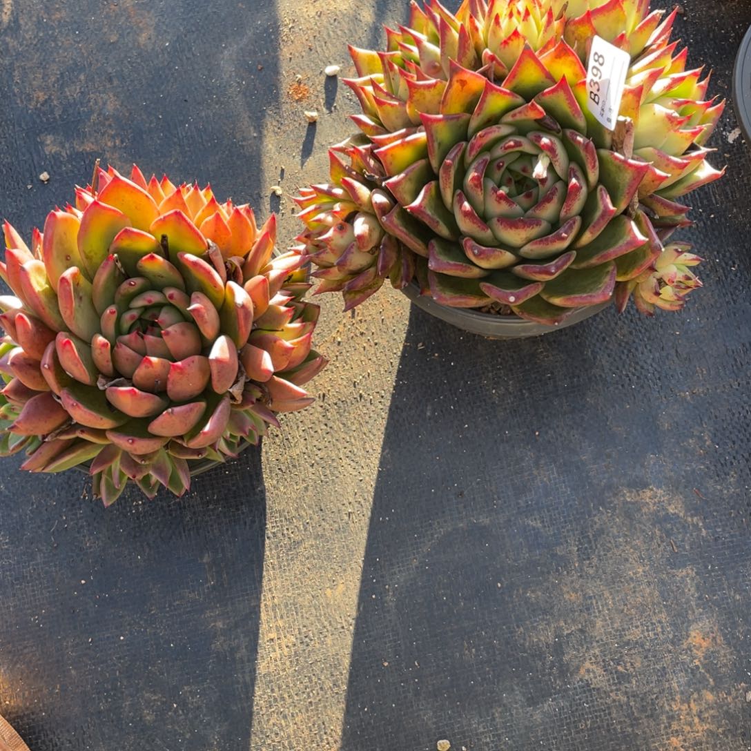 无花朵若如东云单拍B398