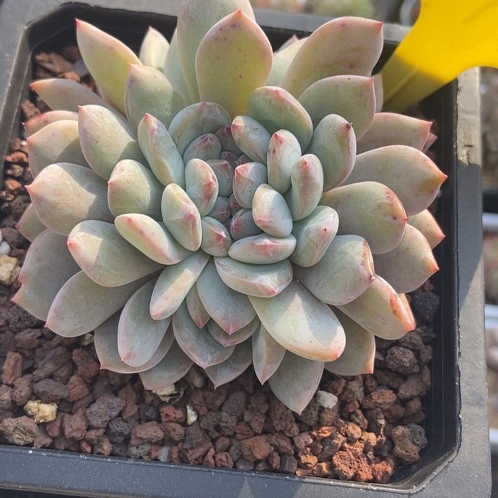 21橙子缀多肉植物保护