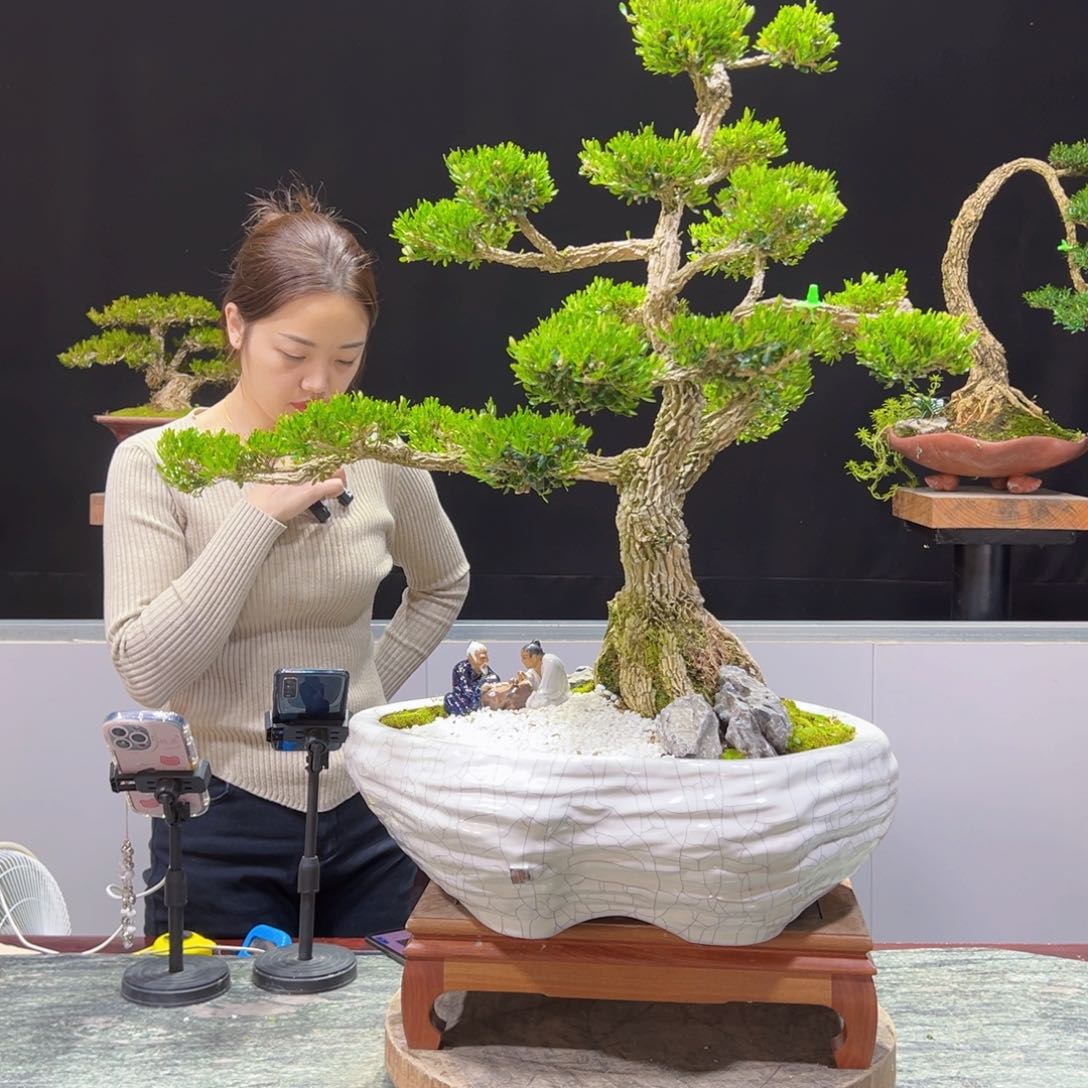 四季常青老桩黄杨盆景