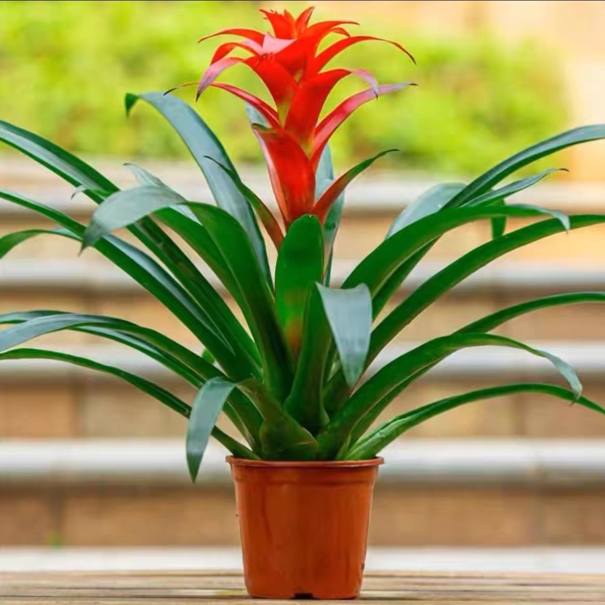 【鸿运当头】盆栽室内客厅办公室家用净化空气