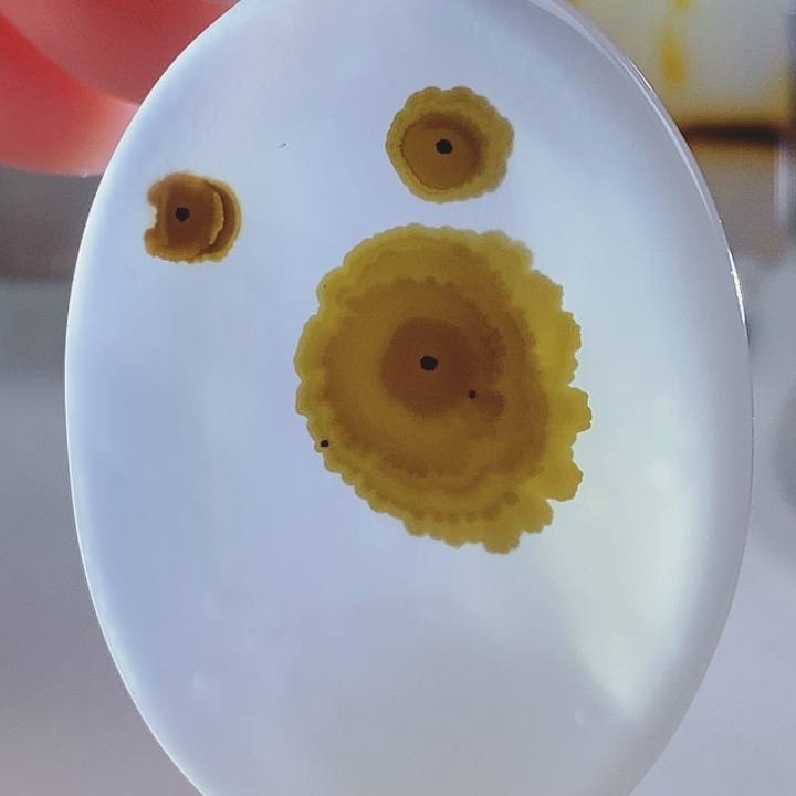 未镶嵌奇石玛瑙/玉髓狼**子