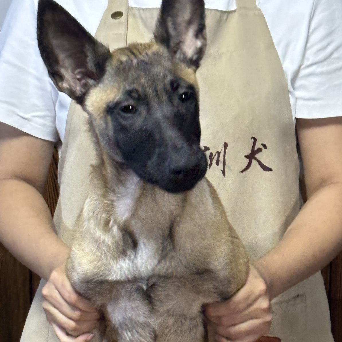 高品质双血统母马犬