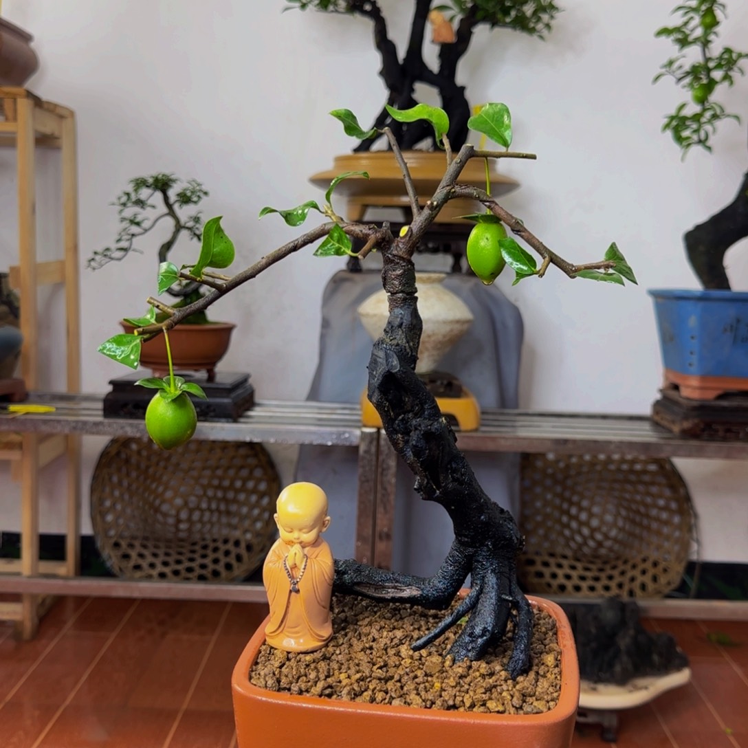 完全开放金弹子盆景一物一