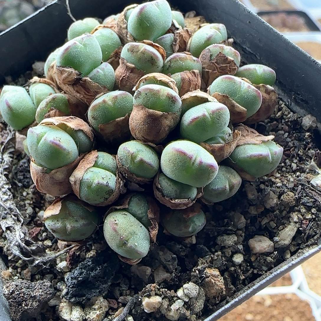 开播福利就是它45814