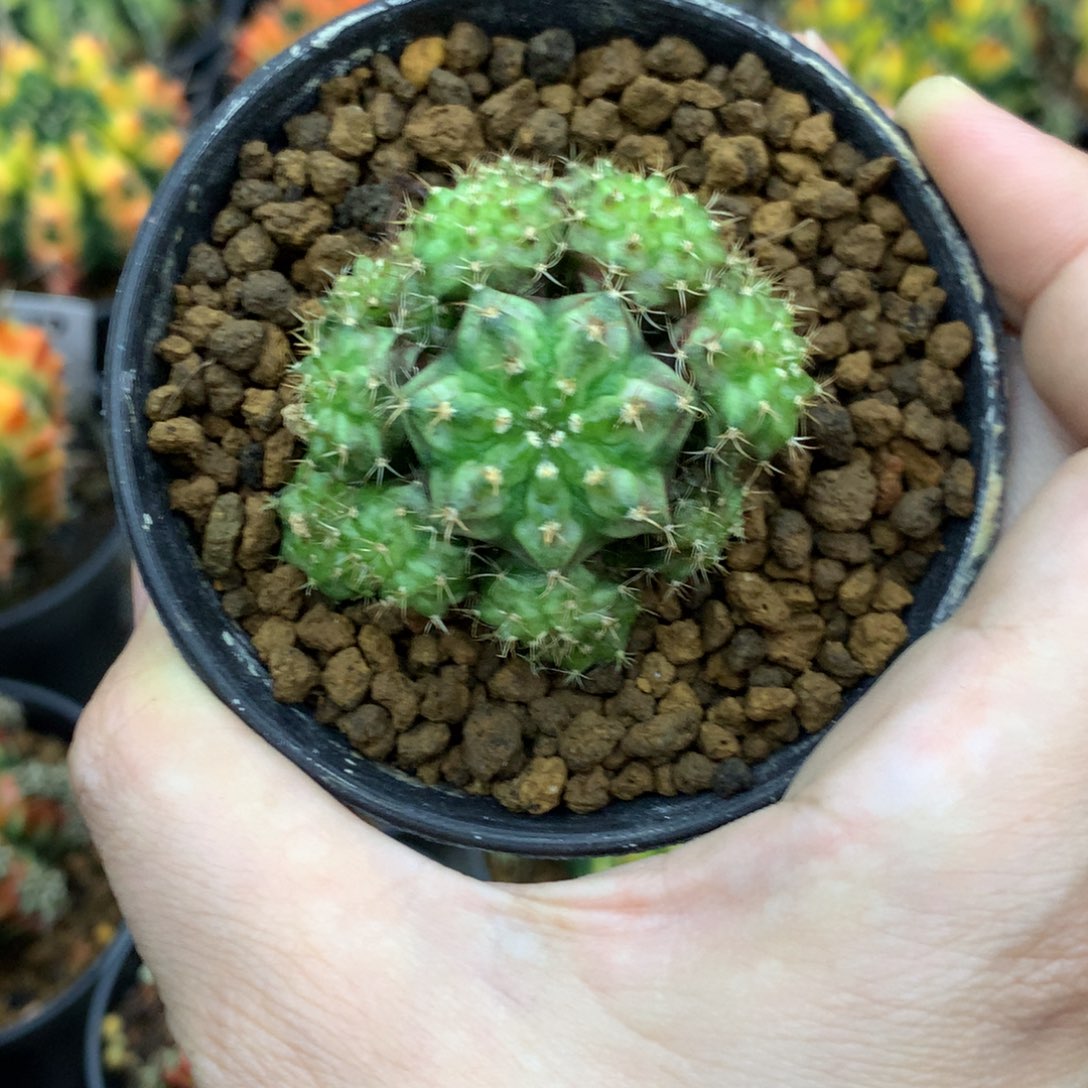 仙人球米哈牡丹锦