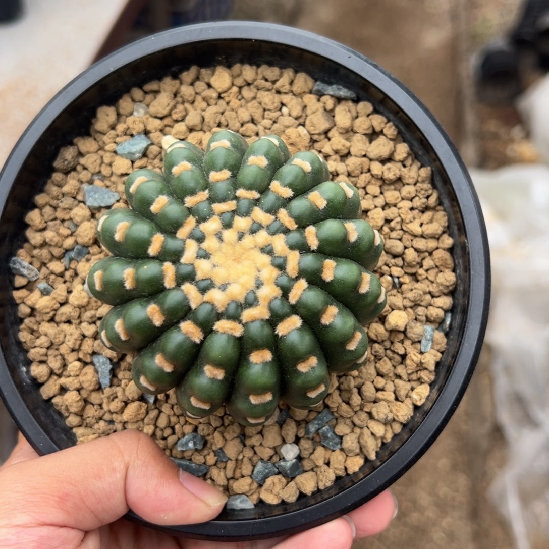 欧系实生无刺炫美玉Hhhhhhh