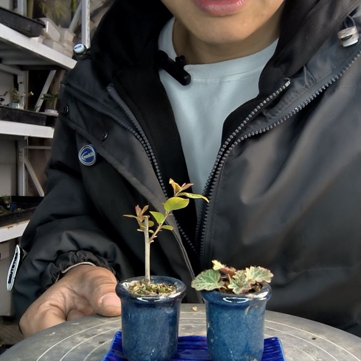 叠小盆景小植物一物一拍9