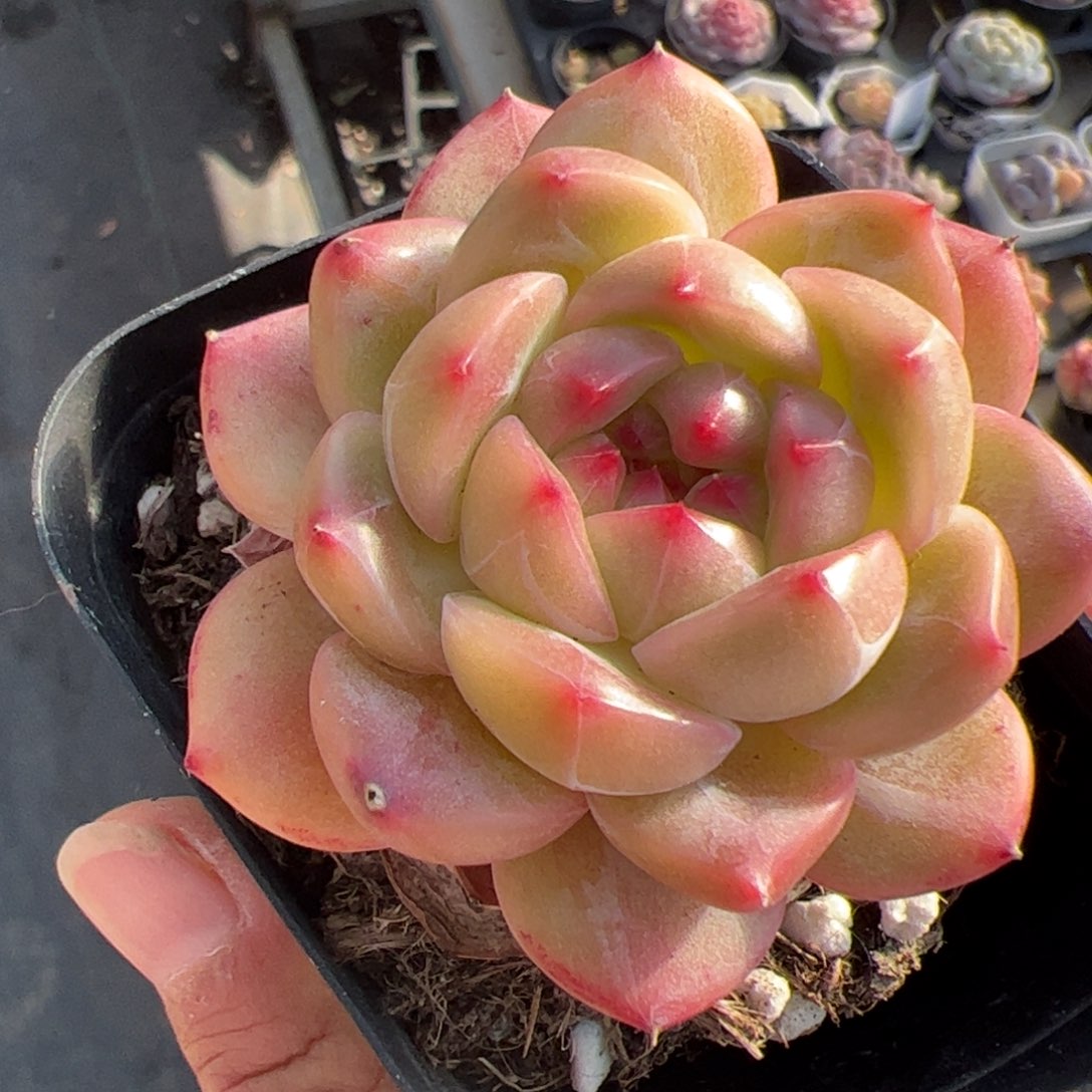 577 满38包邮一物一拍