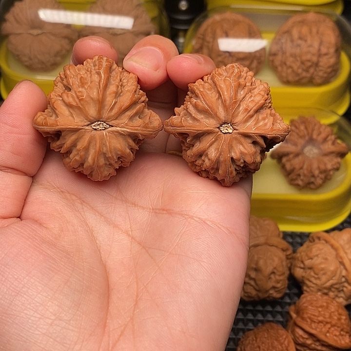 蒙***牙42全品正磨        