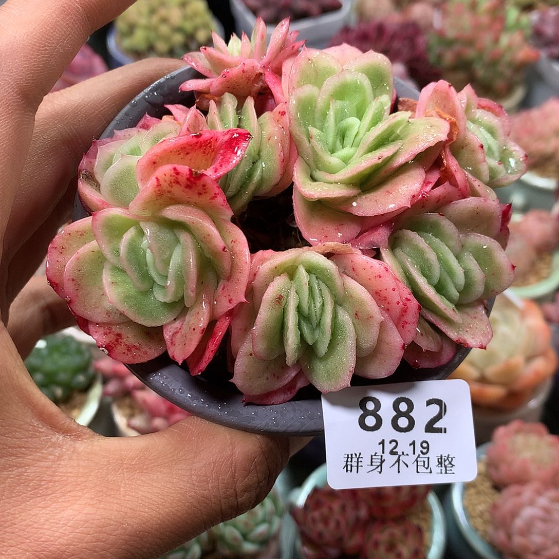 精控拇指盆12.19882带盆