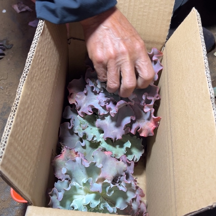 地栽小高莎瑕疵装箱7棵（不售后）