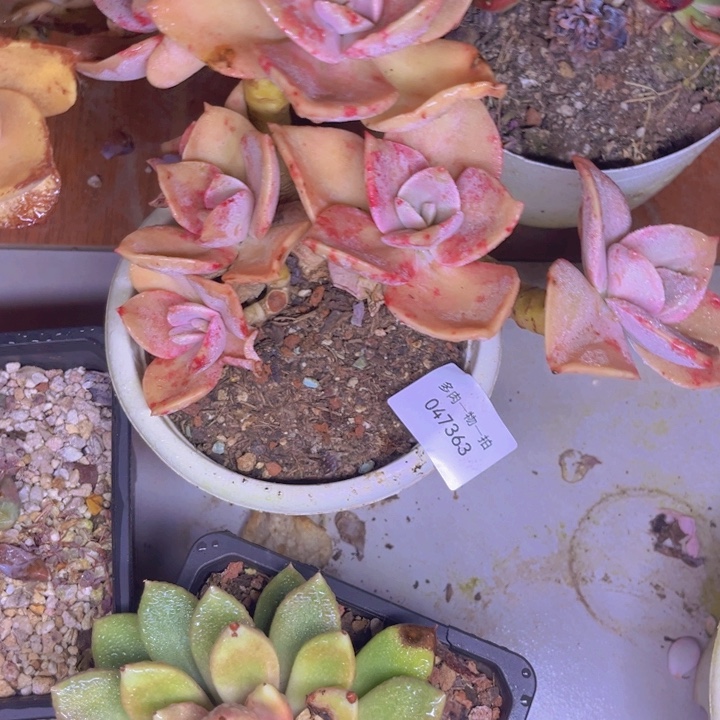 光***狂多肉一物一拍7363