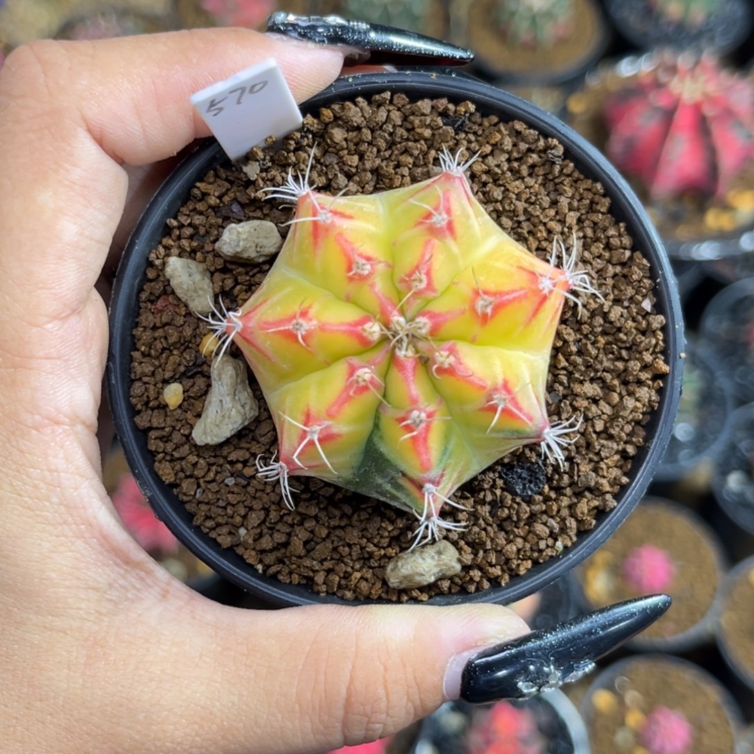 570     带盆土发货