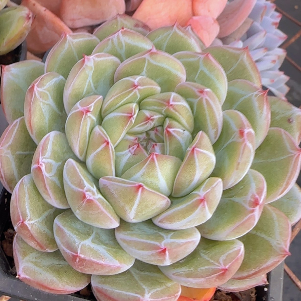 【闪购商品】雪花珍妮9.9