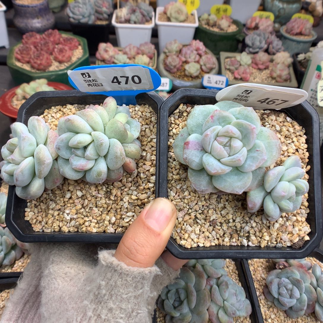 …***470-467冰玉石化多肉植物