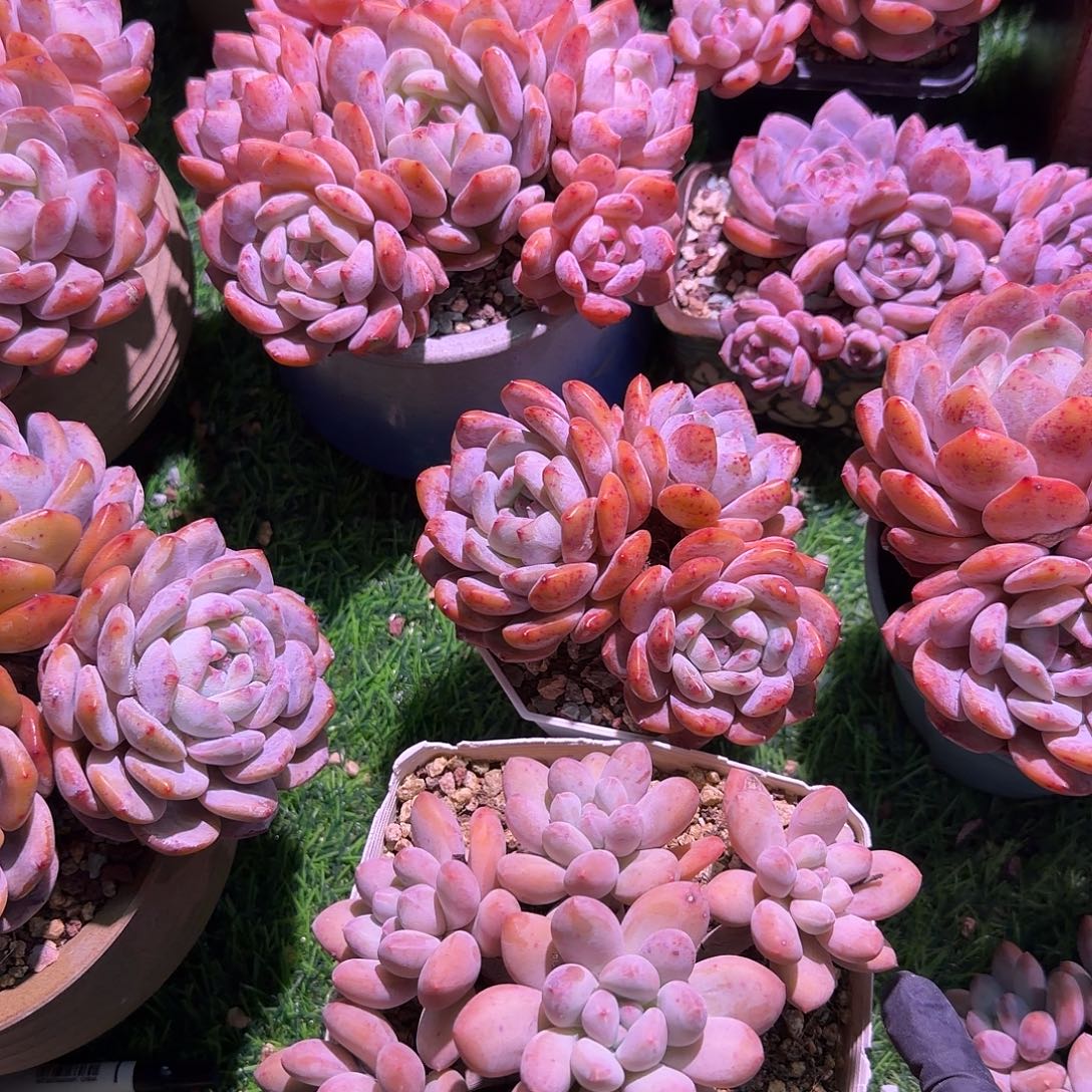 卷***卷香水橙子一组脱土发货