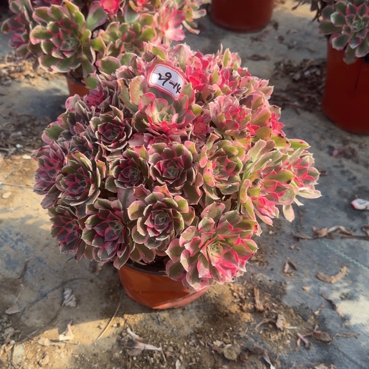 29-14男神多肉不包售后