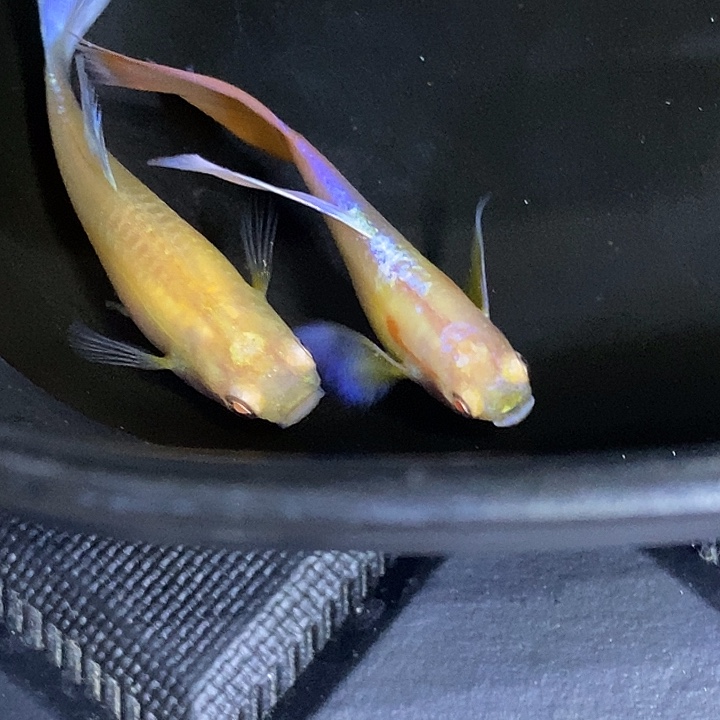 紫白跑红飞船一对孔雀鱼