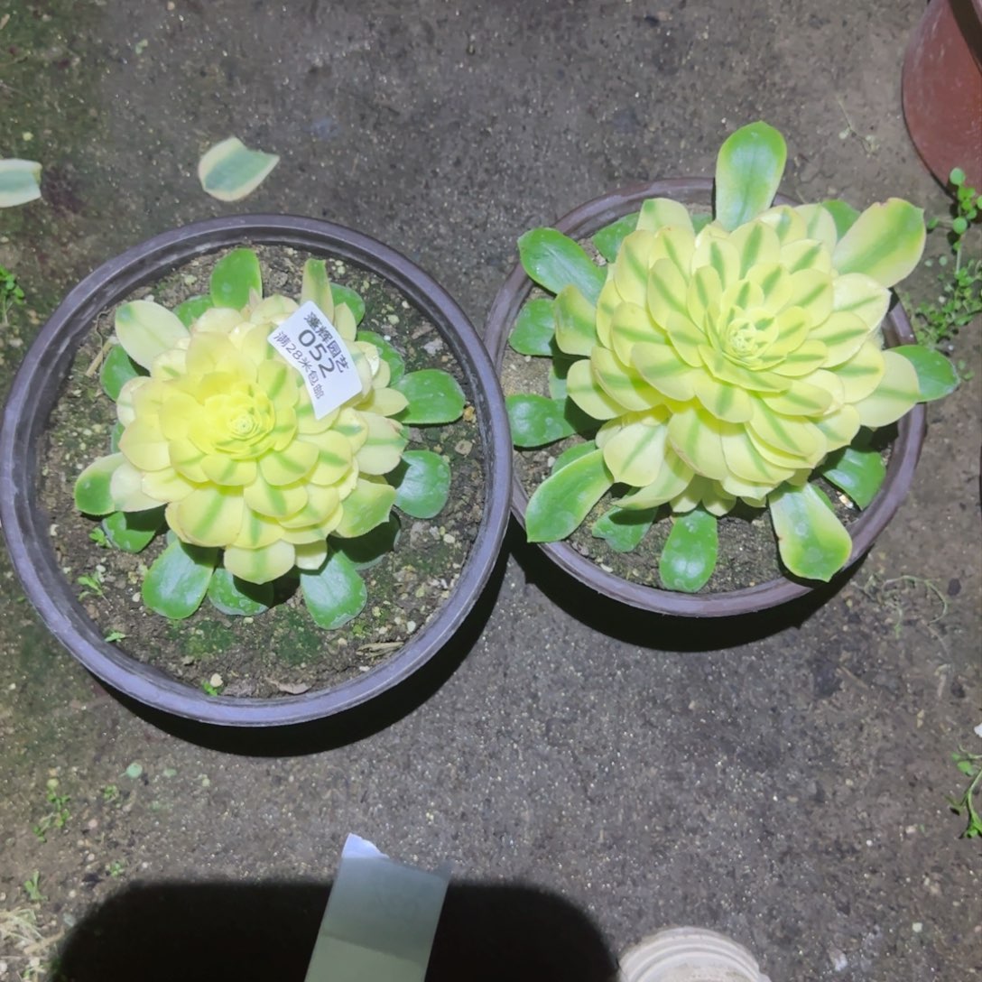 雪莲法师多肉052