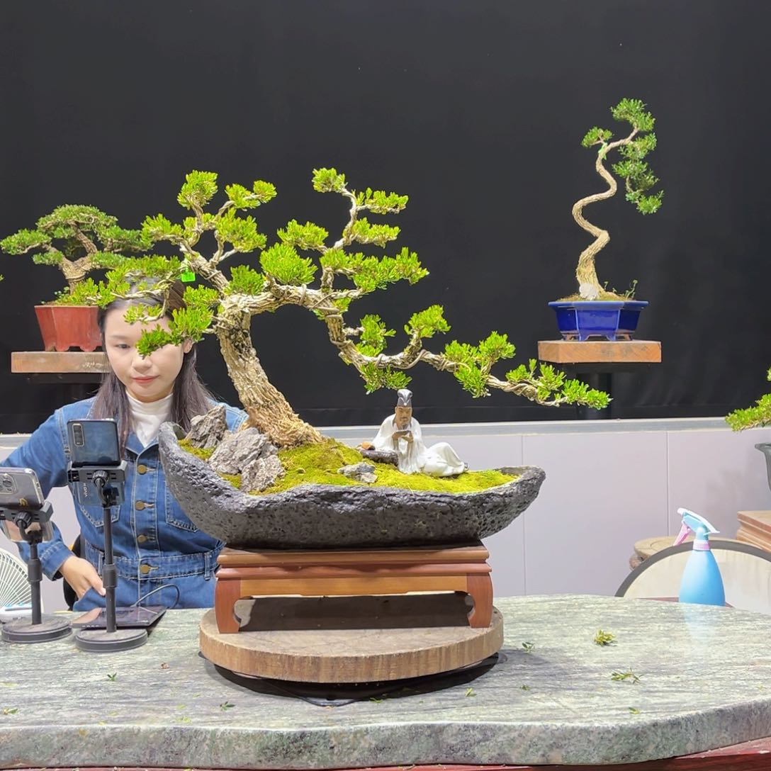 四季常青老桩黄杨盆景