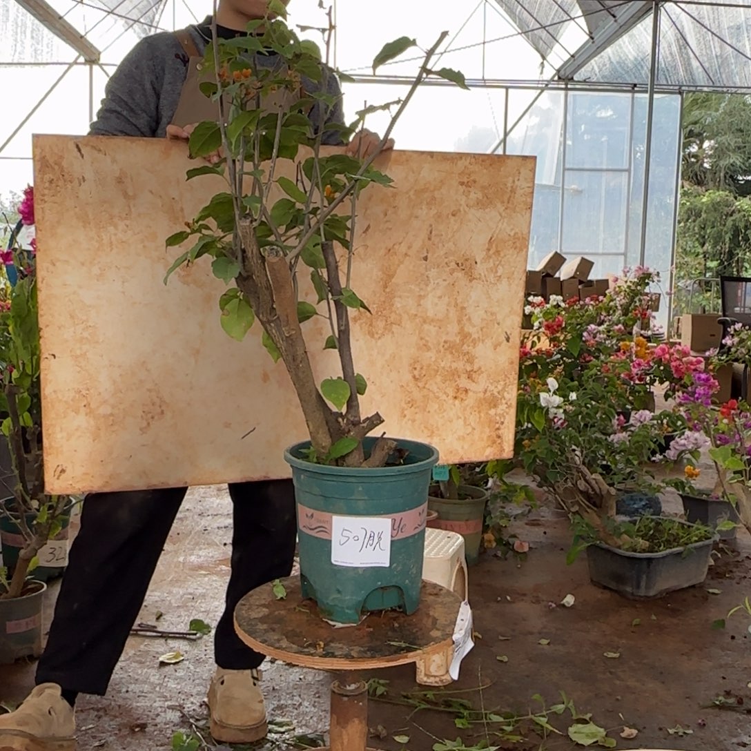 大部分花苞少量开放柠檬黄 507脱