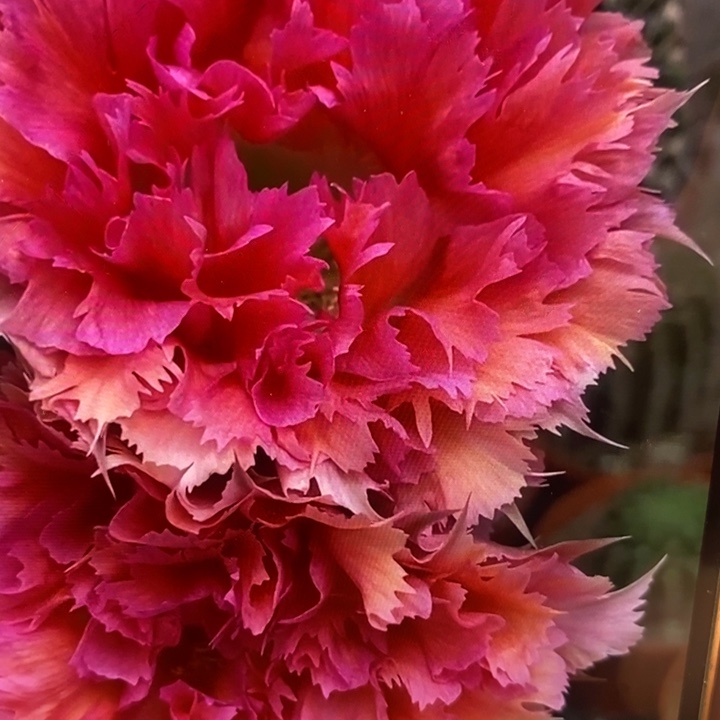 彩草羽毛2号侧芽3公分左右