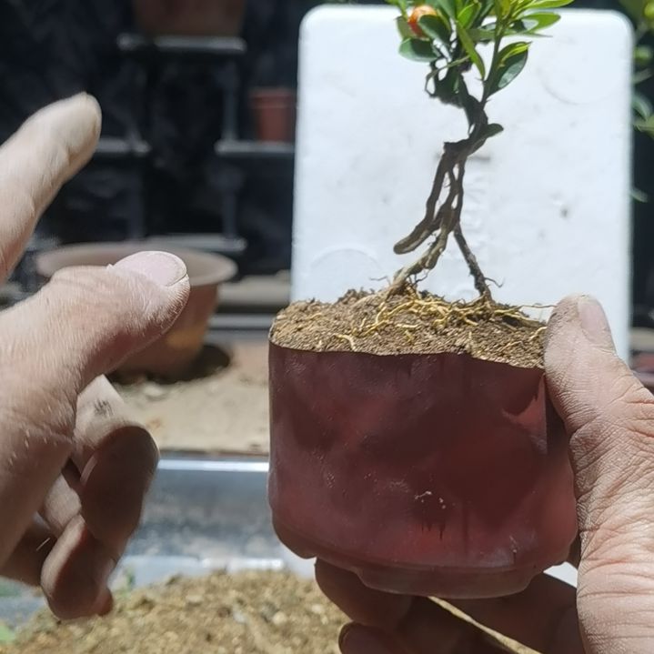 完全开放金豆小橘子绿植