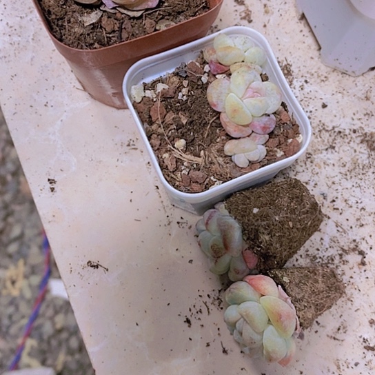 正版冰玉系列4颗