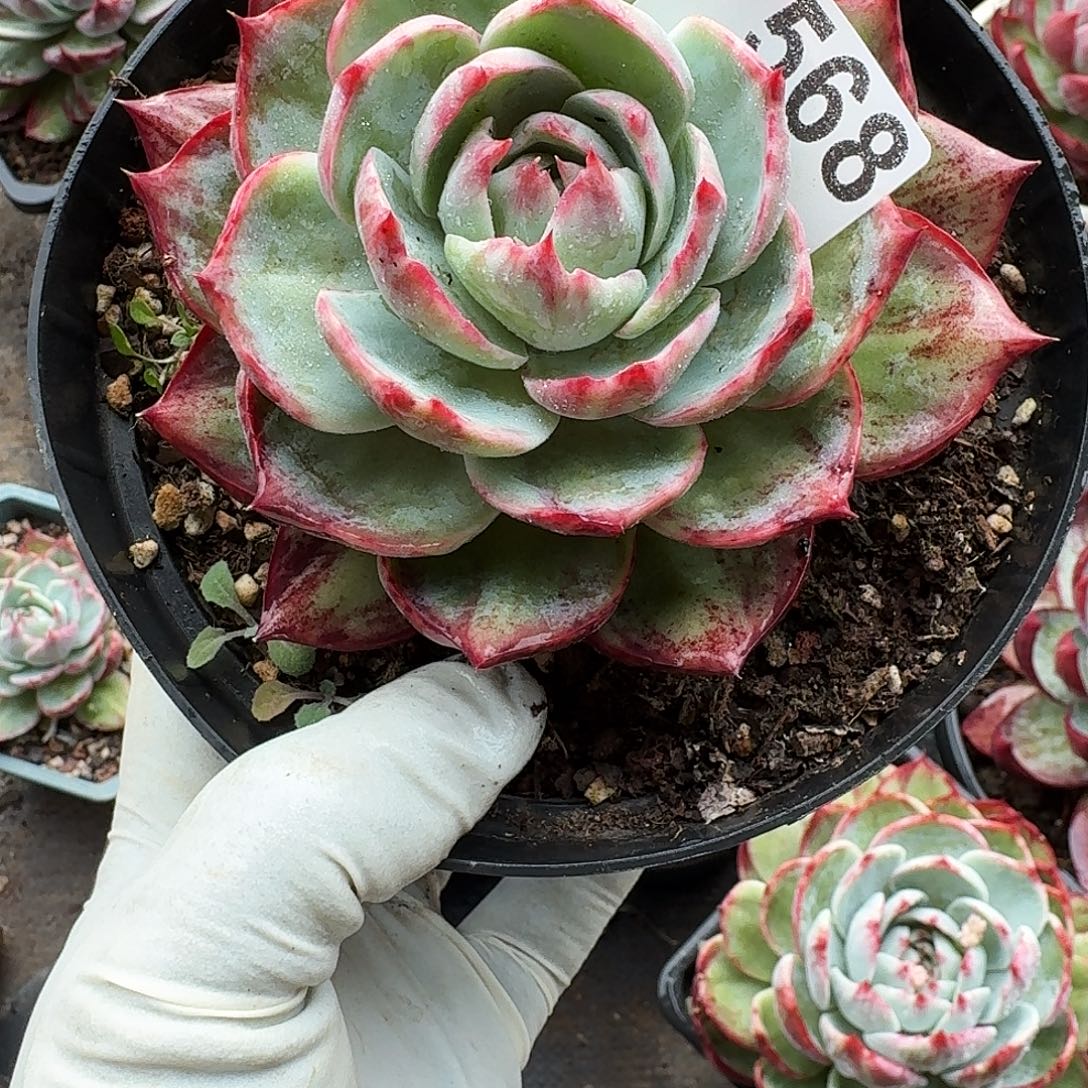 惊鸿惊鸿惊鸿 568..............