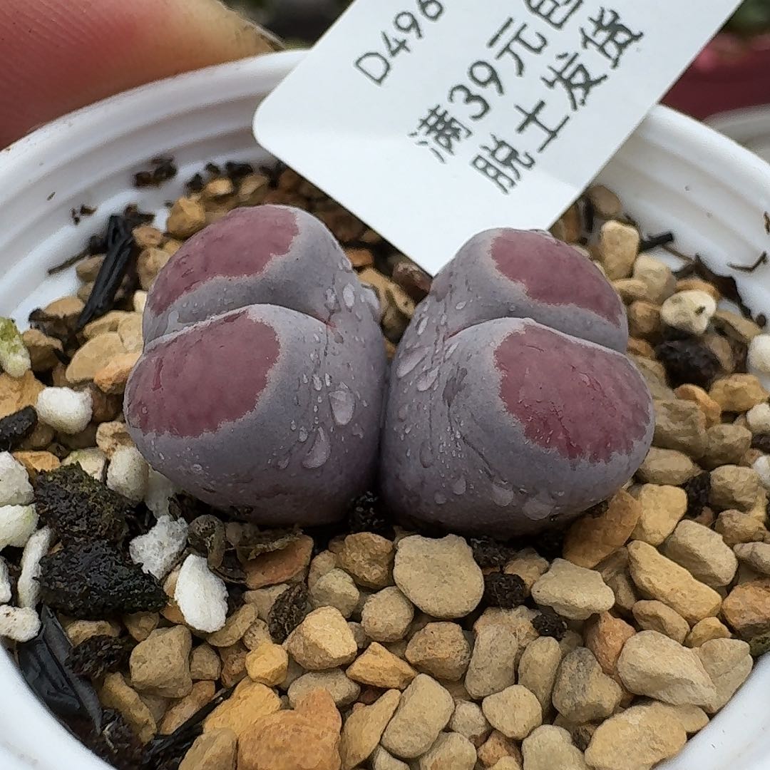 496多肉哈哈哈哈哈哈