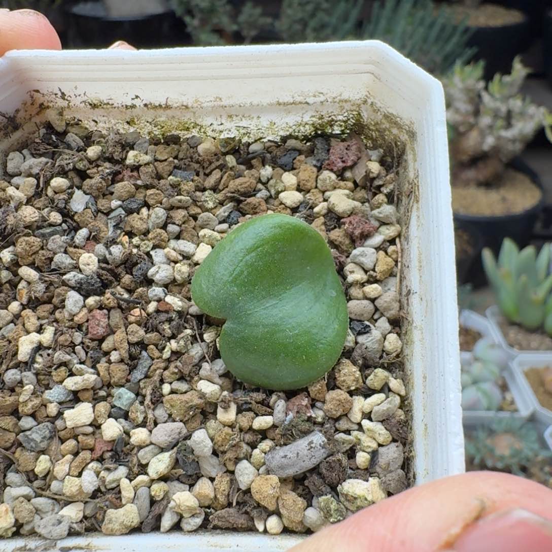 爱心雾冰玉多肉。