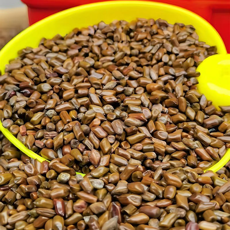 决明子正品正宗炒熟特级生优选散装批发泡茶花草茶宁夏菊花泡水