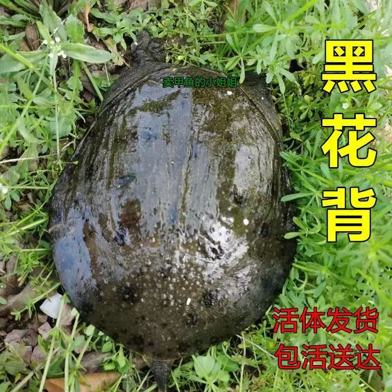 中华黑花十年老甲鱼半野外生态鲜活黑花鳖