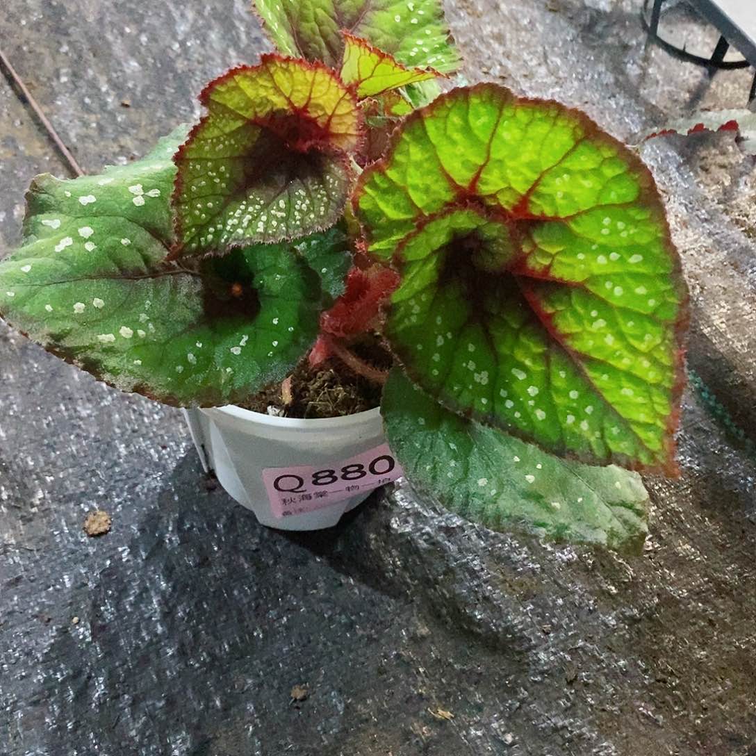 不开花植物迪*秋海棠880