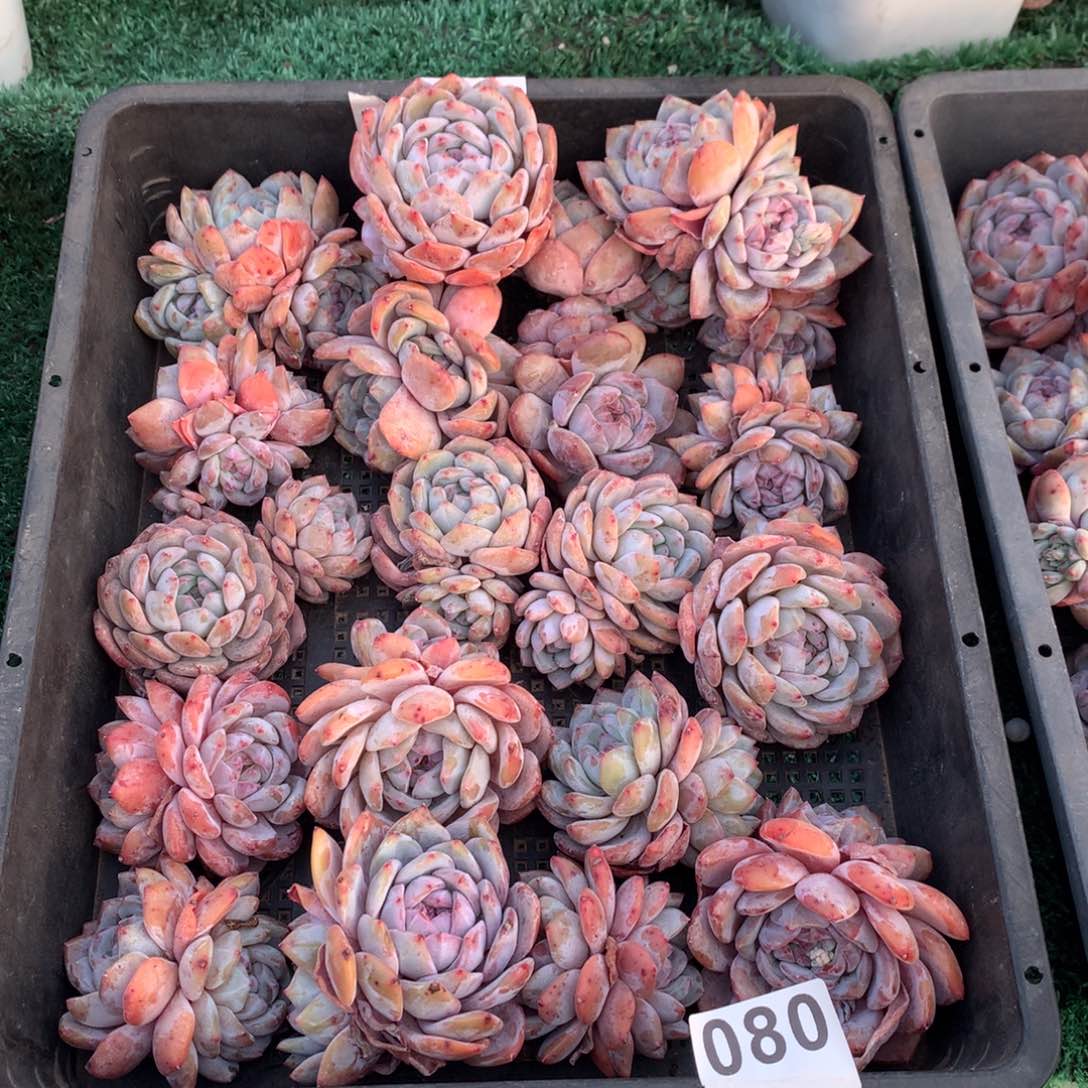 080橙子多肉植物组合