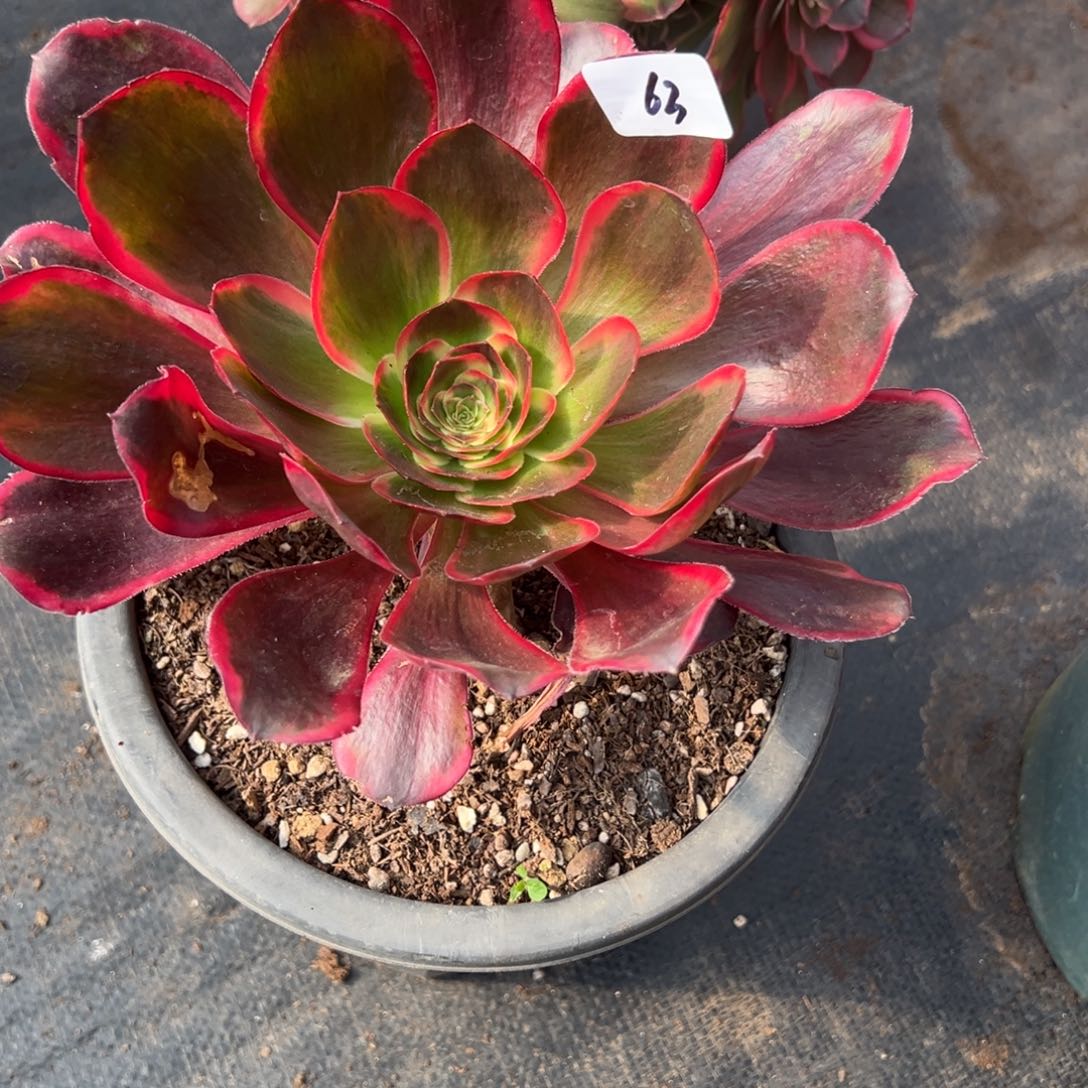 63红魔女多肉嘻嘻嘻糯柔