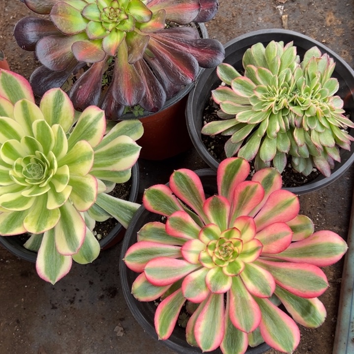 多肉植物241不售后